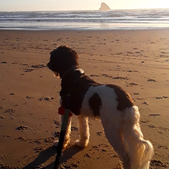 Meet your Posher, Lana - Picture 1 of 1